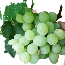 red grape fruit fresh grape yellow grapes